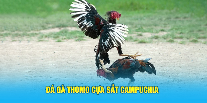 Đá gà Thomo cựa sắt Campuchia